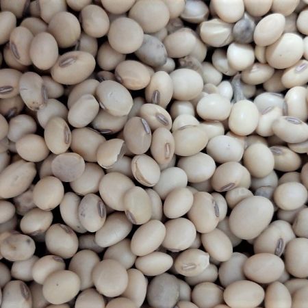 ORGANIC/BIO SOY BEANS