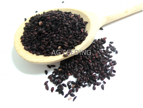 ARONIA SEEDS