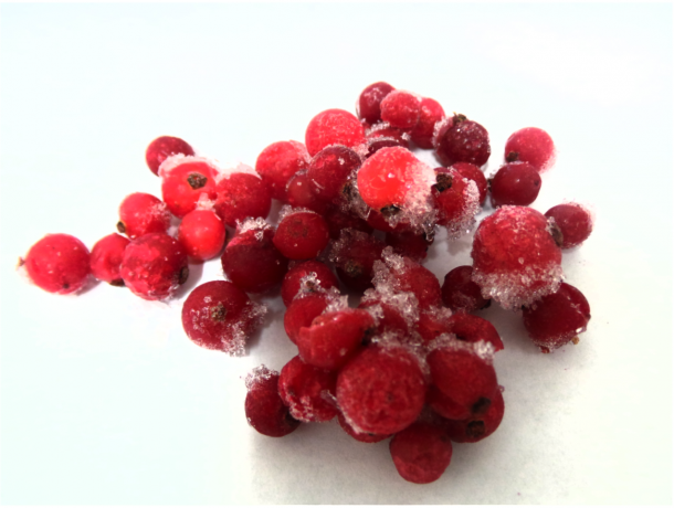 IQF RED CURRANT