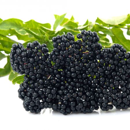 ELDERBERRY JUICE CONCENTRATE