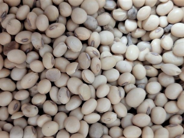 ORGANIC/BIO SOY BEANS