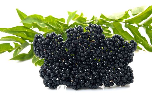 ELDERBERRY JUICE CONCENTRATE